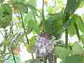 Allens Hummingbird chick resting facing camera wide angle Cat.#V15463, 1920x1080 H.264/AVC/AVCHD(.MTS), 8 sec. at 30fps 
