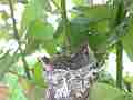 Allens Hummingbird chick scratching stretching wide angle Cat.#V15467, 1920x1080 H.264/AVC/AVCHD(.MTS), 23 sec. at 30fps 
