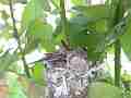 Allens Hummingbird chick stretching Cat.#V15469, 1920x1080 H.264/AVC/AVCHD(.MTS), 16 sec. at 30fps 
