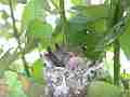 Allens Hummingbird chick scratching Cat.#V15472, 1920x1080 H.264/AVC/AVCHD(.MTS), 8 sec. at 30fps 