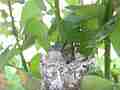 Allens Hummingbird chick preening licking Cat.#V15477, 1920x1080 H.264/AVC/AVCHD(.MTS), 27 sec. at 30fps 