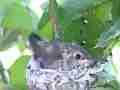 Allens Hummingbird chick pooping turning stretching preening Cat.#V15480, 1920x1080 H.264/AVC/AVCHD(.MTS), 25 sec. at 30fps 