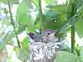 Allens Hummingbird chick figiting Cat.#V15481, 1920x1080 H.264/AVC/AVCHD(.MTS), 8 sec. at 30fps 