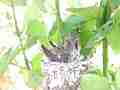 Allens Hummingbird chick preening fly-in refuses feeding fly-off Cat.#V15483, 1920x1080 H.264/AVC/AVCHD(.MTS), 52 sec. at 30fps 