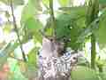 Allens Hummingbird chick standing on nest buzzing wings preening Cat.#V15484, 1920x1080 H.264/AVC/AVCHD(.MTS), 65 sec. at 30fps 