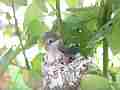 Allens Hummingbird chick preening Cat.#V15485, 1920x1080 H.264/AVC/AVCHD(.MTS), 16 sec. at 30fps 