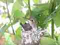Allens Hummingbird chick preening looking around Cat.#V15486, 1920x1080 H.264/AVC/AVCHD(.MTS), 37 sec. at 30fps 