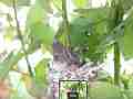 Allens Hummingbird chick preening Cat.#V15489, 1920x1080 H.264/AVC/AVCHD(.MTS), 21 sec. at 30fps 