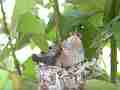 Allens Hummingbird chick resting on nest edge Cat.#V15496, 1920x1080 H.264/AVC/AVCHD(.MTS), 10 sec. at 30fps 