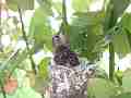 Allens Hummingbird chick poking around and  buzzing wings Cat.#V15501, 1920x1080 H.264/AVC/AVCHD(.MTS), 27 sec. at 30fps 
