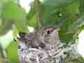 Allens Hummingbird chick figiting and resting Cat.#V15503, 1920x1080 H.264/AVC/AVCHD(.MTS), 8 sec. at 30fps 