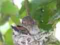 Allens Hummingbird chick preening Cat.#V15506, 1920x1080 H.264/AVC/AVCHD(.MTS), 28 sec. at 30fps 