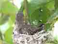 Allens Hummingbird chick looking around preening Cat.#V15508, 1920x1080 H.264/AVC/AVCHD(.MTS), 40 sec. at 30fps 