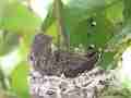 Allens Hummingbird chick preening Cat.#V15510, 1920x1080 H.264/AVC/AVCHD(.MTS), 12 sec. at 30fps 