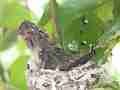 Allens Hummingbird chick preening Cat.#V15511, 1920x1080 H.264/AVC/AVCHD(.MTS), 21 sec. at 30fps 