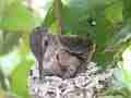 Allens Hummingbird chick turning stretching standing up buzzing wings Cat.#V15513, 1920x1080 H.264/AVC/AVCHD(.MTS), 23 sec. at 30fps 