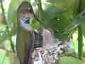 Allens Hummingbird feeding and f ly-off Cat.#V15516, 1920x1080 H.264/AVC/AVCHD(.MTS), 5 sec. at 30fps 