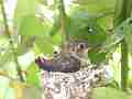Allens Hummingbird chick resting with zoom out Cat.#V15521, 1920x1080 H.264/AVC/AVCHD(.MTS), 8 sec. at 30fps 