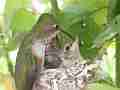 Allens Hummingbird refused feeding with fly-off Cat.#V15522, 1920x1080 H.264/AVC/AVCHD(.MTS), 18 sec. at 30fps 