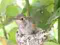 Allens Hummingbird chick buzzing wings standing and preening Cat.#V15523, 1920x1080 H.264/AVC/AVCHD(.MTS), 18 sec. at 30fps 