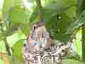 Allens Hummingbird chick standing on est reating Cat.#V15525, 1920x1080 H.264/AVC/AVCHD(.MTS), 17 sec. at 30fps 