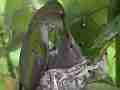 Allens Hummingbird fly-in feeding and fly-off Cat.#V15526, 1920x1080 H.264/AVC/AVCHD(.MTS), 26 sec. at 30fps 