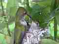 Allens Hummingbird refused feeding and fly-off Cat.#V15528, 1920x1080 H.264/AVC/AVCHD(.MTS), 20 sec. at 30fps 