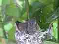 Allens Hummingbird chick preening Cat.#V15531, 1920x1080 H.264/AVC/AVCHD(.MTS), 29 sec. at 30fps 