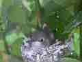 Allens Hummingbird chick pooping turning stretching preening Cat.#V15532, 1920x1080 H.264/AVC/AVCHD(.MTS), 22 sec. at 30fps 