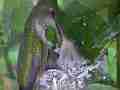 Allens Hummingbird fly-in feeding fly-off Cat.#V15534, 1920x1080 H.264/AVC/AVCHD(.MTS), 19 sec. at 30fps 