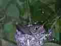 Allens Hummingbird chick resting at dusk Cat.#V15535, 1920x1080 H.264/AVC/AVCHD(.MTS), 10 sec. at 30fps 