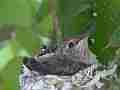 Allens Hummingbird Chick resting Cat.#V15542, 1920x1080 H.264/AVC/AVCHD(.MTS), 9 sec. at 30fps 