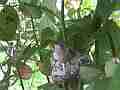 Allens Hummingbird Chick resting wide angle Cat.#V15544, 1920x1080 H.264/AVC/AVCHD(.MTS), 12 sec. at 30fps 