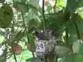 Allens Hummingbird Chick resting settling in nest wide angle Cat.#V15546, 1920x1080 H.264/AVC/AVCHD(.MTS), 9 sec. at 30fps 