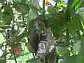 Allens Hummingbird Chick feeding anf fly-off wide angle Cat.#V15547, 1920x1080 H.264/AVC/AVCHD(.MTS), 19 sec. at 30fps 