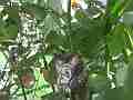 Allens Hummingbird Chick poking around outside nest wide angle Cat.#V15549, 1920x1080 H.264/AVC/AVCHD(.MTS), 31 sec. at 30fps 