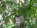 Allens Hummingbird Chick poking around outside nest wide angle Cat.#V15550, 1920x1080 H.264/AVC/AVCHD(.MTS), 14 sec. at 30fps 