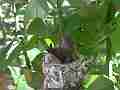 Allens Hummingbird Chick poking around outside nest Cat.#V15556, 1920x1080 H.264/AVC/AVCHD(.MTS), 13 sec. at 30fps 
