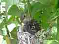 Allens Hummingbird chick preening Cat.#V15558, 1920x1080 H.264/AVC/AVCHD(.MTS), 4 sec. at 30fps 