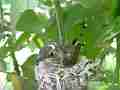 Allens Hummingbird chick figiting scratching Cat.#V15561, 1920x1080 H.264/AVC/AVCHD(.MTS), 19 sec. at 30fps 