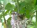 Allens Hummingbird chick preening scratching Cat.#V15562, 1920x1080 H.264/AVC/AVCHD(.MTS), 18 sec. at 30fps 