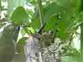 Allens Hummingbird fly-in hover and low feed zoom out fly-off Cat.#V15566, 1920x1080 H.264/AVC/AVCHD(.MTS), 28 sec. at 30fps 