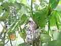 Allens Hummingbird chick preening Cat.#V15568, 1920x1080 H.264/AVC/AVCHD(.MTS), 9 sec. at 30fps 