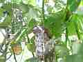 Allens Hummingbird chick preening looking around Cat.#V15569, 1920x1080 H.264/AVC/AVCHD(.MTS), 33 sec. at 30fps 