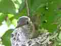 Allens Hummingbird chick turning figiting preening Cat.#V15570, 1920x1080 H.264/AVC/AVCHD(.MTS), 11 sec. at 30fps 