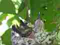 Allens Hummingbird chick totally still Cat.#V15571, 1920x1080 H.264/AVC/AVCHD(.MTS), 7 sec. at 30fps 