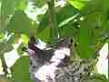 Allens Hummingbird chick figiting in sunny spot Cat.#V15572, 1920x1080 H.264/AVC/AVCHD(.MTS), 13 sec. at 30fps 