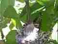 Allens Hummingbird chick figiting in sunny spot Cat.#V15573, 1920x1080 H.264/AVC/AVCHD(.MTS), 7 sec. at 30fps 