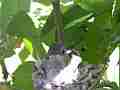 Allens Hummingbird chick figiting preening in sunny spot Cat.#V15574, 1920x1080 H.264/AVC/AVCHD(.MTS), 30 sec. at 30fps 