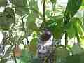 Allens Hummingbird chick buzzzing figiting in sunbeams wide angle Cat.#V15575, 1920x1080 H.264/AVC/AVCHD(.MTS), 14 sec. at 30fps 